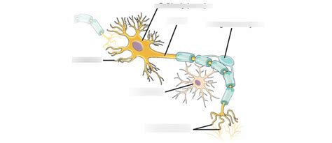 Labelling a Neuron 的图像结果