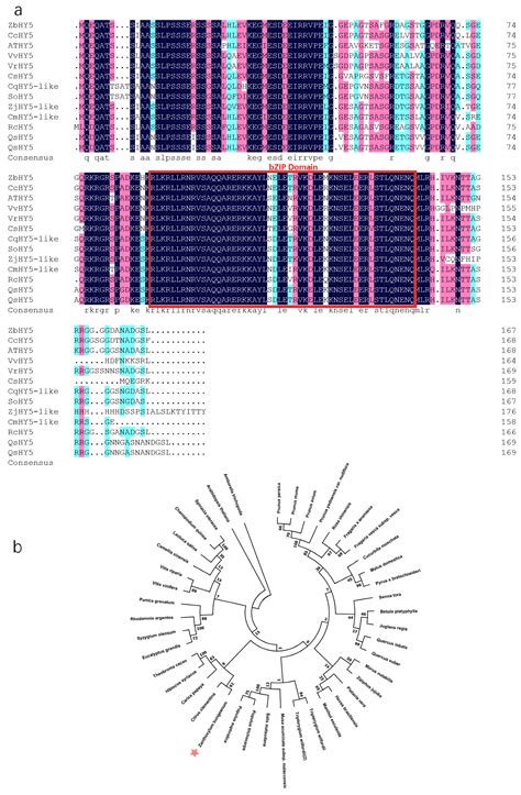 The UV-B-Induced Transcription Factor HY5 Regulated Anthocyanin ...