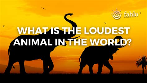 What Is the Loudest Animal in the World? 11 Loud Animals | Fahlo