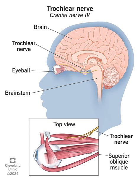 Image result for Trochlear Function