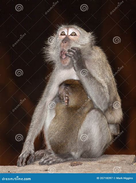 Oh no monkey stock image. Image of horror, family, looking - 35718397