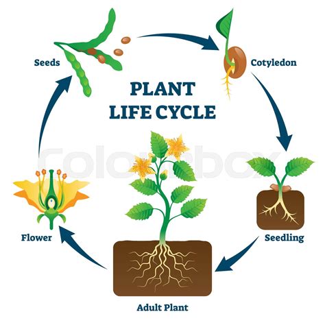 Plant life cycle vector illustration. Labeled educational development ...