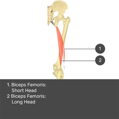 Reverse Action Of Biceps Femoris at Helen Ervin blog