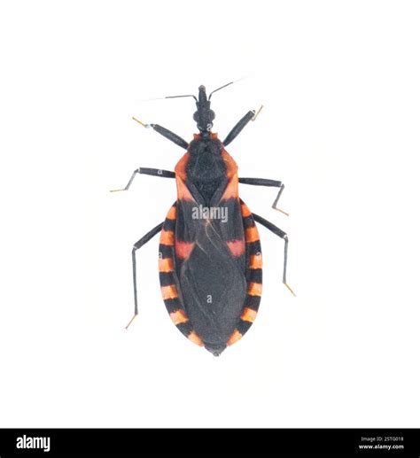 Eastern Bloodsucking Conenose Kissing bed Bug - Triatoma sanguisuga - an insect transmits Chagas ...