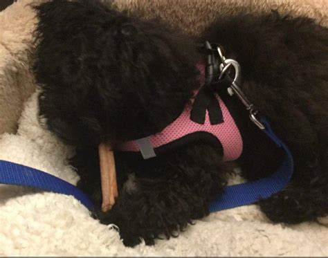 Image result for Teacup Cockapoo