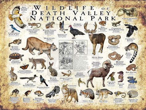 Wildlife of the Death Valley National Park Poster print