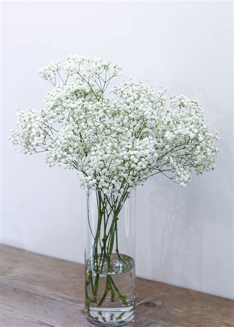 Baby's Breath - Flower & Plant Free Delivery | Toronto Flower Shop ...