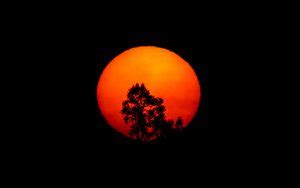 Wallpaper desert, hill, moon, camel, palm tree, art hd, picture, image