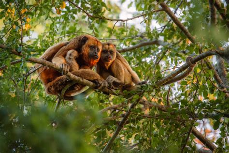 Five cases of monkey fever confirmed in Wayanad district, officials on