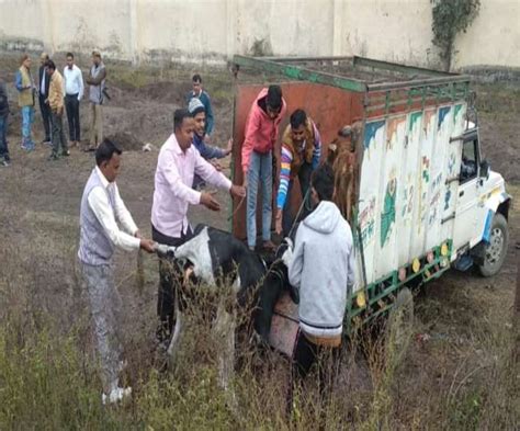 चार गोवंश के ट्रेन से कटने के बाद हड़कंप, बेसहारा गोवंशों को पहुंचाया ...