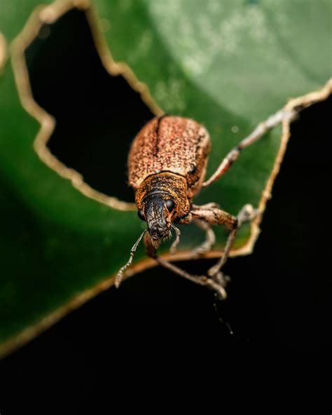 Rice Weevil 的图像结果