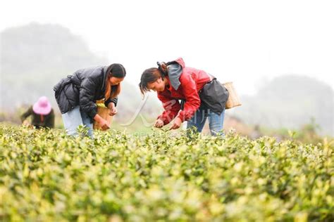 清明茶香春意浓，带着这份最美采茶地图，到山里喝茶去！|贵州|茶园|茶海_新浪新闻