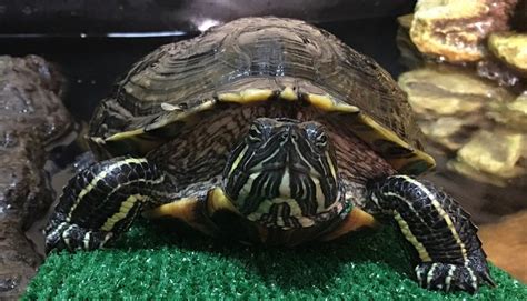 CHILDREN'S AQUARIUM AND EXPLORATION CENTER OF GFR (2025) All You Need ...