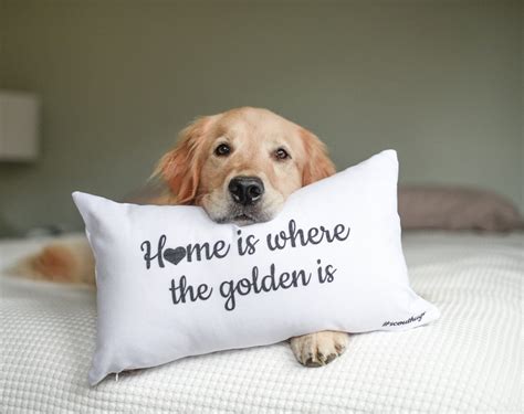 30 Best Golden Retriever Memes of All Time