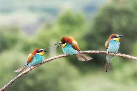 Download Bird Bee-eater Animal European Bee-eater HD Wallpaper