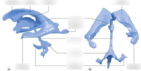CSF Ventricular System 的图像结果