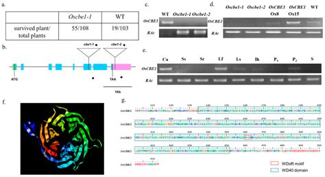 OsCBE1, a Substrate Receptor of Cullin4-Based E3 Ubiquitin Ligase ...