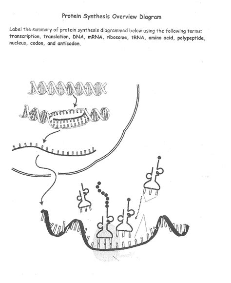 Image result for Protein Synthesis Process Steps