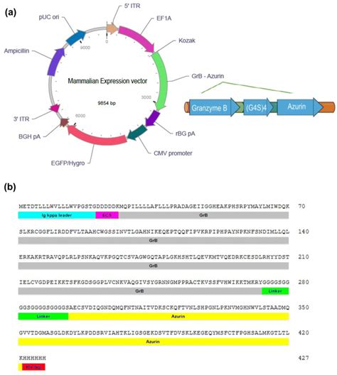 Image result for Mammalian Expression Vector