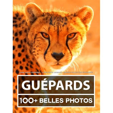 Buy Livre Photo Guépards - Livre Photo Animaux - Grande Collection ...