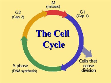 Image result for Crash Course Cell Cycle