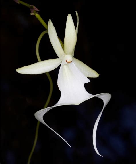 What is a ghost orchid? Experts reveal all with growing tips | Homes and Gardens