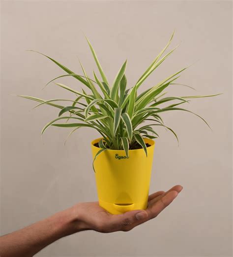 Spider Plant For Environment Day Gifting – Ugaoo
