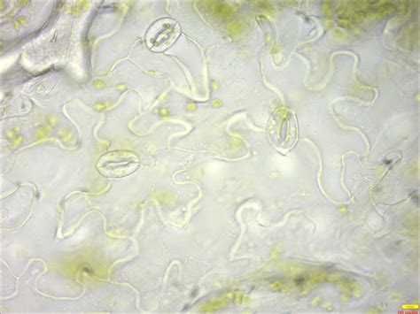 Image result for Python Lab Mat