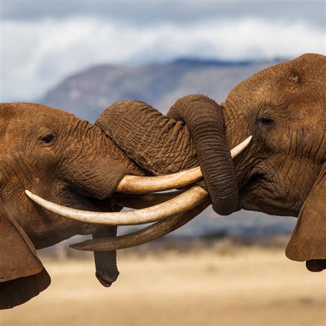 FEATURES AFRICA JOURNEYS (2026) All You Need to Know BEFORE You Go ...