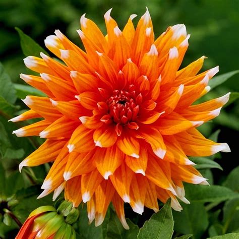 Walmart Garden Center - Color Spectacle Dahlia Jumbo Pack, Perennial ...