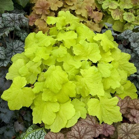Citronelle Coral Bells