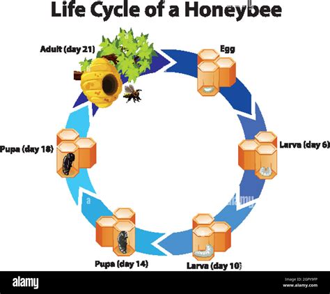 Diagram showing life cycle of honeybee Stock Vector Image & Art - Alamy