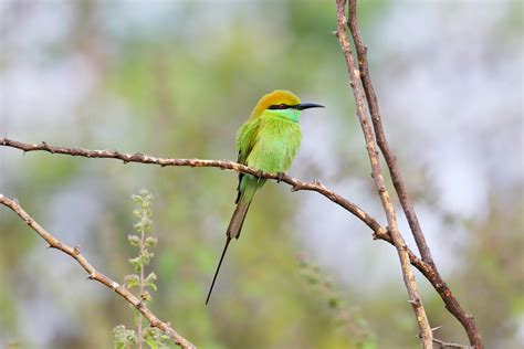 Image result for Jungle Animation