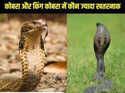 कोबरा और किंग कोबरा में क्या फर्क? क्यों किंग कोबरा जहरीले कोबरा सांप ...