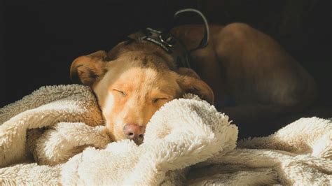 Why Is My Dog Breathing Short And Fast While Sleeping at Mai Lowder blog