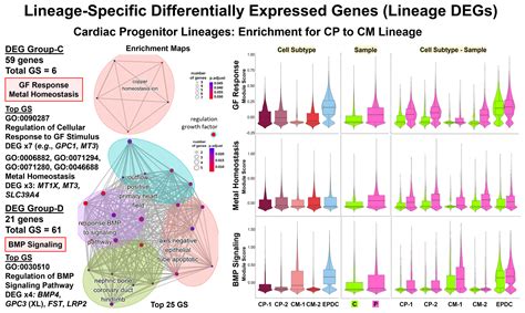 LMNA-Related Dilated Cardiomyopathy: Single-Cell Transcriptomics during Patient-Derived iPSC ...