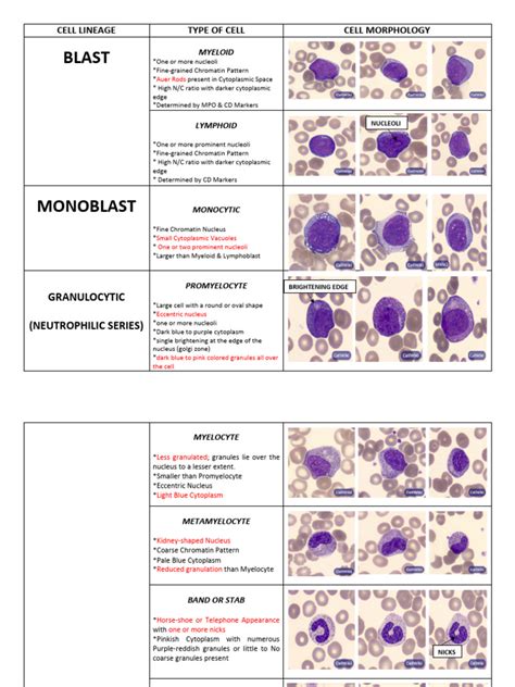 Image result for Lymphocyte Lineage