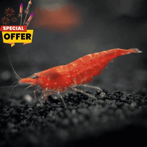 Cloning Aqua Pets & Fish Aquarium Shop in Salem – cloningaquapets