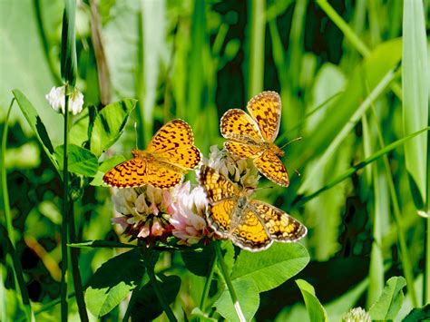 Carlos Avery Wildlife Area – Andy Birkey