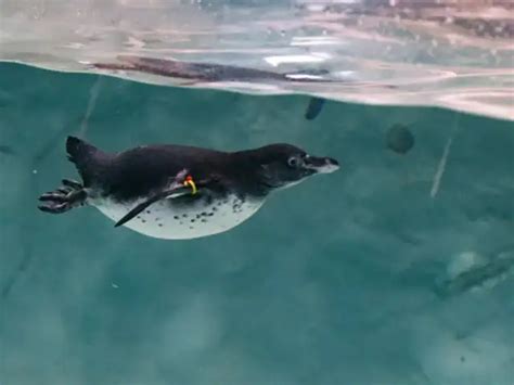 Pet project of Aditya Thackeray - 2 penguin chicks born in Mumbai zoo ...