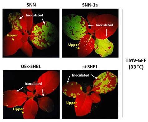 The Virus-Induced Transcription Factor SHE1 Interacts with and ...