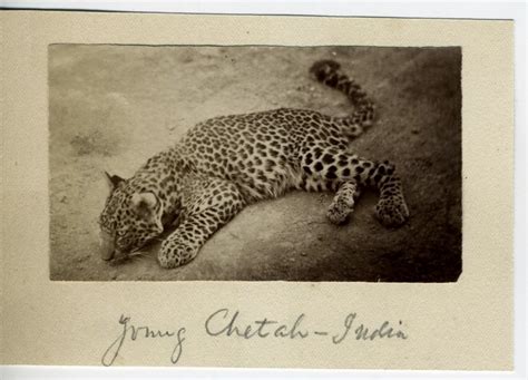 Cheetah Cub - India 1880's - Old Indian Photos