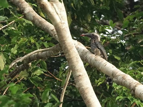 Eastern Dwarf Hornbill - eBird