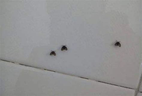卫生间有这种小黑虫要注意了，只要一招轻松彻底消灭，飞虫不再有|黑虫|卫生间|碱面_新浪新闻