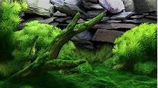 Printable Fish Tank Background by 50 Best Aquarium Backgrounds Free Premium Templates Printable Fish Tank Background