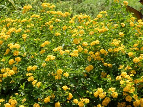 Yellow Lantana Varieties