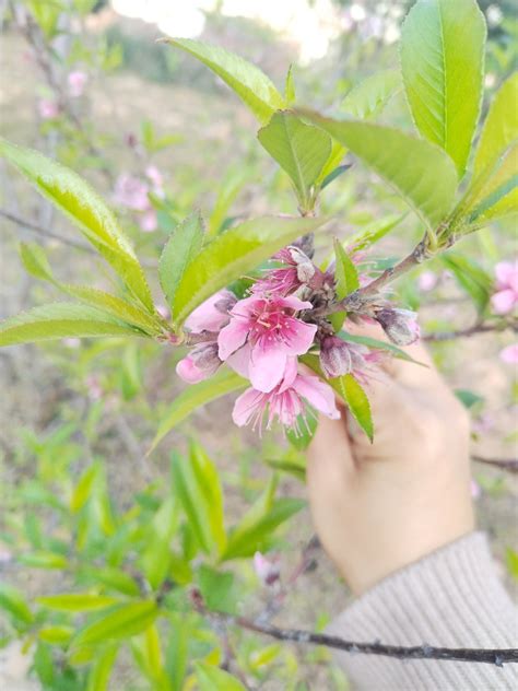 桃花什么时候开花花期是什么时候-绿宝园林网