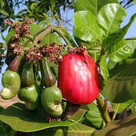 Kaju plant,plant for kaju (Pack of 2) : Amazon.in: Garden & Outdoors