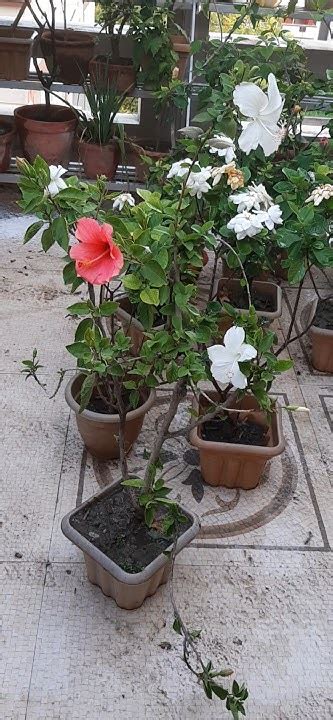 Image result for Graffted Contralateral