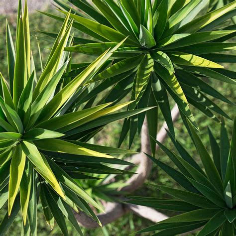 Seeds of YUCCA ALOIFOLIA - Aloe Yucca - The Original Garden